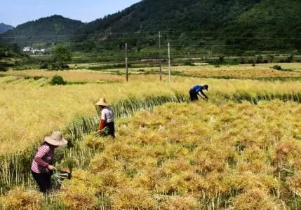 秸稈禁燒季 | 禁止一切露天焚燒秸稈行為！附縣政府禁燒通告、鎮(zhèn)政府倡議書