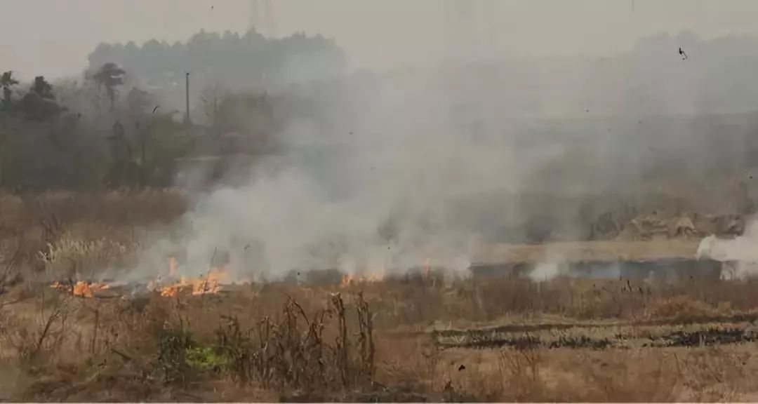 夏收芒種，禁燒秸稈，保衛(wèi)碧水藍(lán)天！