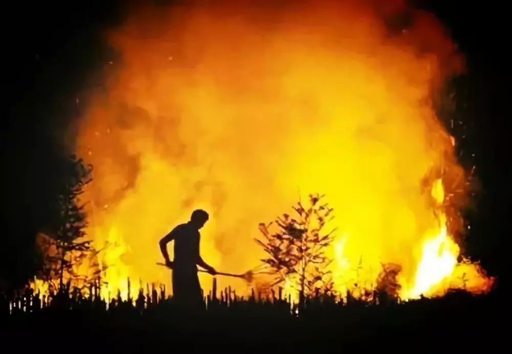 如何看待美國加州大火？怎樣有效防止森林火災蔓延成人間悲??？