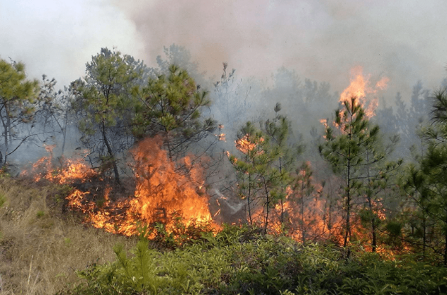 森林防火預(yù)警監(jiān)測(cè)系統(tǒng)可以滿足森林、草原、山區(qū)等不同場(chǎng)合火災(zāi)預(yù)警監(jiān)控嗎？